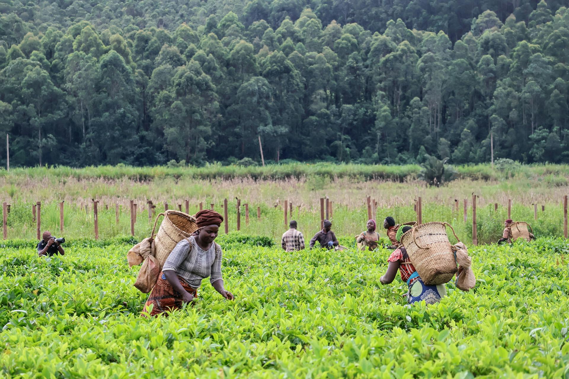 Farmers harvesting in lush green tea fields — a reminder that every donation funds real, ordinary work.